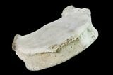 Fossil Whale Thoracic Vertebra - Yorktown Formation #137605-2